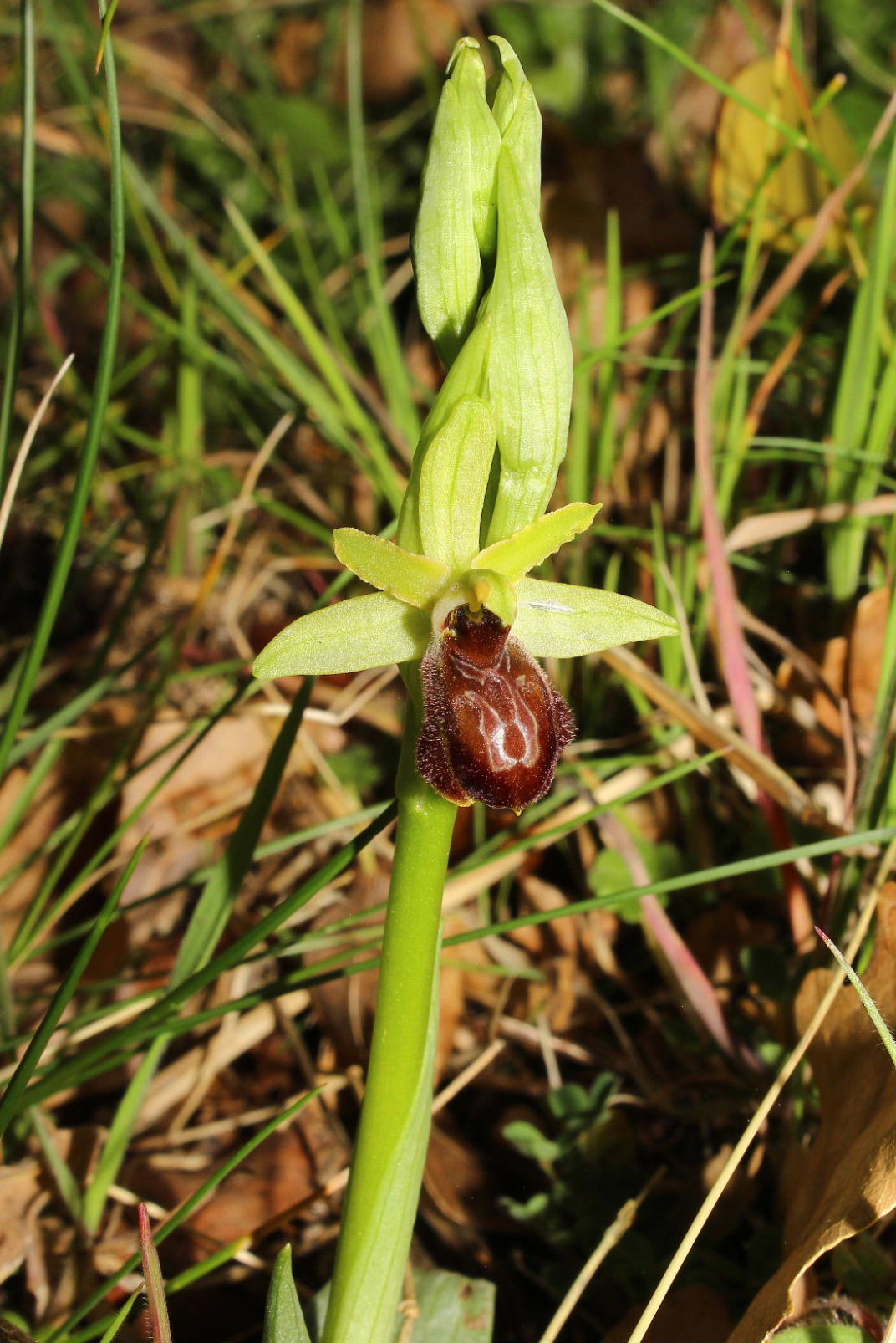 Ophrys arachnitiformis a confronto